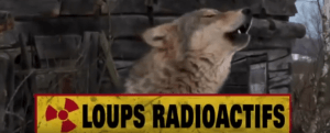 capture Loups radioactifs