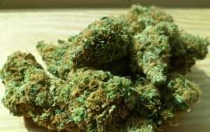 Tête de cannabis