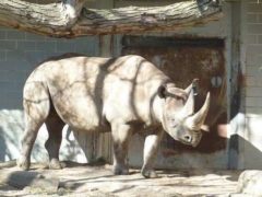 les rhinocéros en voie d'extinction