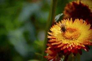 Les abeilles sauvages et domestiques pollinisent un tiers des plantes que nous consommons. Simon Klein, CC BY-NC-ND