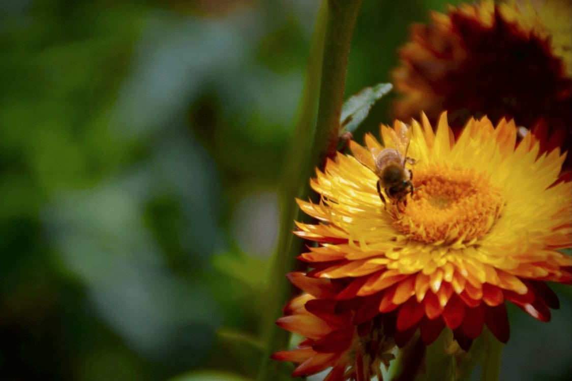 Les abeilles sauvages et domestiques pollinisent un tiers des plantes que nous consommons. Simon Klein, CC BY-NC-ND