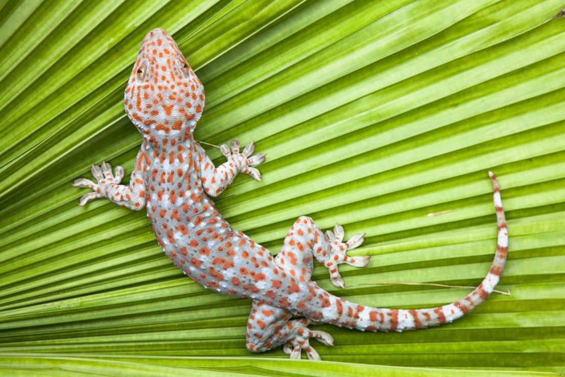 En Australie, des études ont montré que le gecko posséderait au moins dix espèces « cryptiques ». www.shutterstock.com
