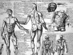 Croquis anatomiques des muscles du corps humain, réalisés par le médecin espagnol Juan Valverde de Amusco (début du XVIIᵉ siècle). Juan Valverde de Amusco/Wellcome, CC BY