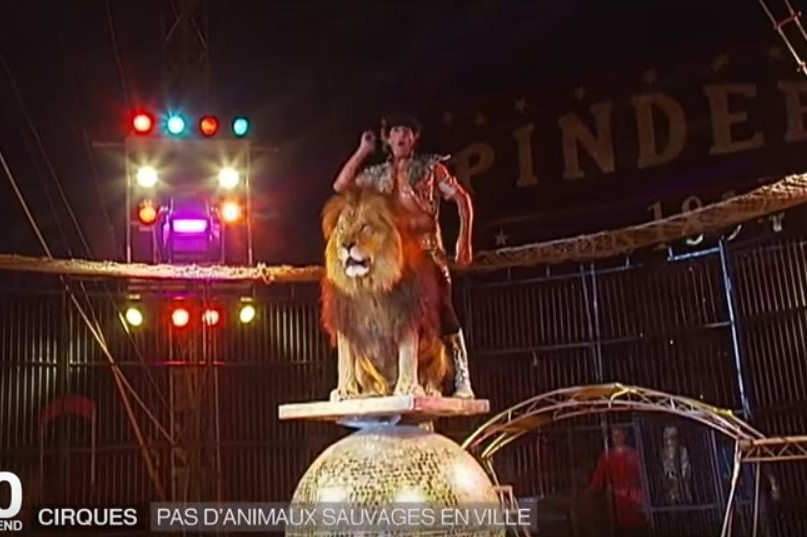 Les cirques avec des animaux sauvages de plus en plus interdits en France (capture JT France 2)