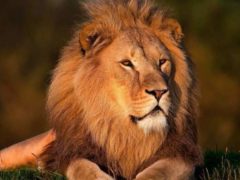 Une crinière de lion (pixabay)