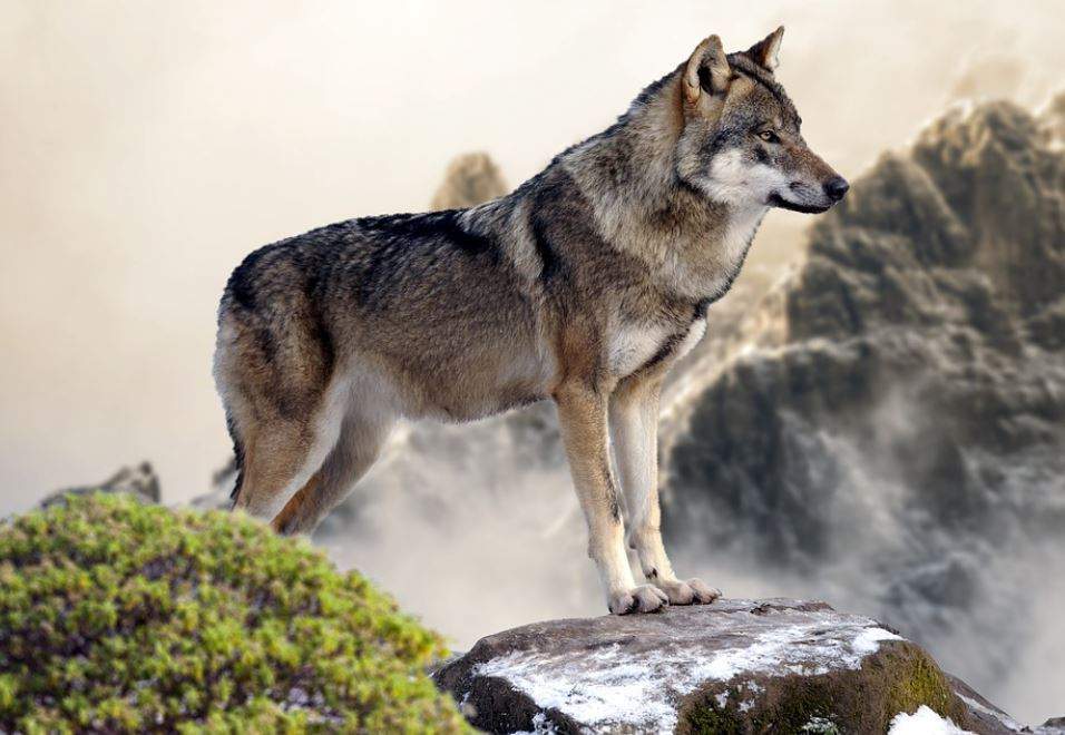 Un loup dans la bergerie (pixabay.com)