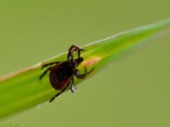 Une tique Ixodes ricinus femelle, sur un brin d'herbe. Elle est le vecteur de la maladie de Lyme. Bernard Ruelle/Flickr, CC BY-NC-ND
