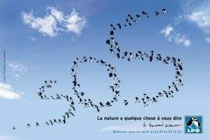 Le SOS de la ligue pour la protection des oiseaux (photo LPO)