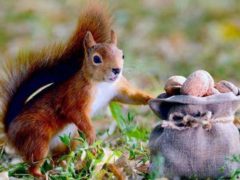 Le discours de l'écureuil, trop beau pour être vrai ? Shutterstock