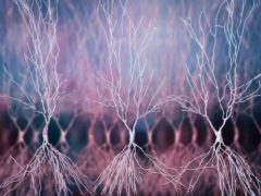 Neurones de l'hippocampe. Shutterstock