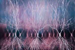 Neurones de l'hippocampe. Shutterstock