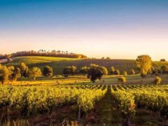 Les formations au secteur du vin se déclinent dans différentes régions et disciplines, de l’œnologie aux sciences sociales. Shutterstock.com
