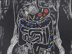 Certains microbes qui survivent à l'acidité de l'estomac s'installent dans notre colon. D'autres, non. Shutterstock, CC BY