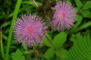 Plante « mimosa pudica ». Alex Popovkin/Flickr, CC BY