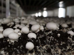 Les biofilms ont été utilisés en test sur des champignons de Paris. Alison Harrington/Flickr