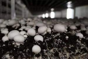 Les biofilms ont été utilisés en test sur des champignons de Paris. Alison Harrington/Flickr