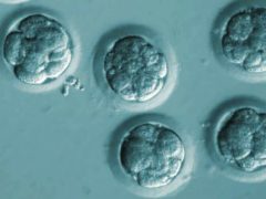 Embryons avec huit cellules. DOI:10.1038/nature23305