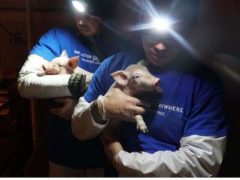 Intervention de militants de la cause animale dans les élevages (ici, aux États-Unis, photo DxE)