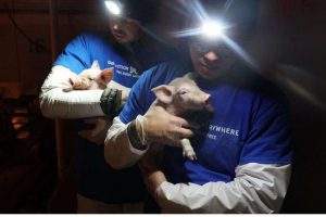 Intervention de militants de la cause animale dans les élevages (ici, aux États-Unis, photo DxE)