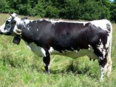 La vache de race vosgienne, une habituée du salon parisien (photo Grand Est)