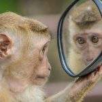 Certains animaux, macaques, dauphins et pigeons, par exemple, se reconnaissent dans le miroir. a_m_o_u_t_o_n /Pixabay, CC BY-NC-ND
