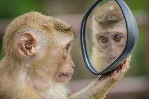 Certains animaux, macaques, dauphins et pigeons, par exemple, se reconnaissent dans le miroir. a_m_o_u_t_o_n /Pixabay, CC BY-NC-ND