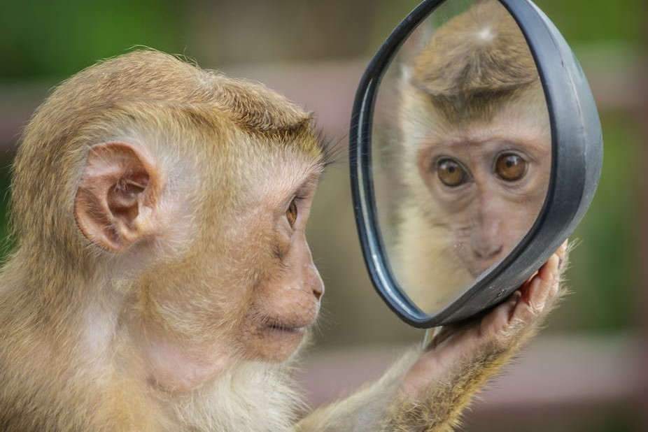 Certains animaux, macaques, dauphins et pigeons, par exemple, se reconnaissent dans le miroir. a_m_o_u_t_o_n /Pixabay, CC BY-NC-ND