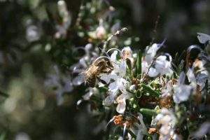 Face au changement climatique, l’odeur du romarin se modifie, ce qui affecte la quantité et la qualité du romarin.Grégoire Lannoy, CC BY-NC-ND