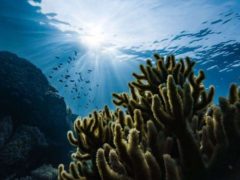 L'océan absorbe environ un tiers de nos émissions de CO2 ; mais au rythme où l'on va, les eaux saturent. Marek Okon/Unsplash, CC BY-NC-ND