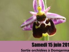 Sortie orchidées avec Flore 54