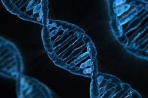 Représentation de molécules d'ADN. Pixabay, CC BY-SA