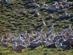 Elevage de canards (photo coordination rurale)