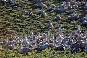 Elevage de canards (photo coordination rurale)
