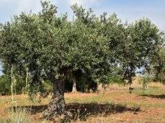 Le verger français permet de produite entre 5 et 6.000 tonnes d'huile d'olive par an (photo Pixabay)