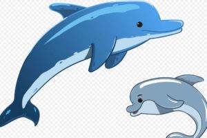 les dauphins (pixabay)