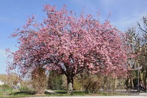 Cerisier du Japon (Wikipédia)