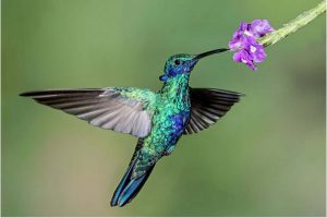 le colibri 