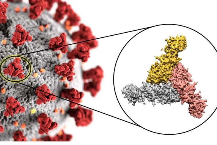 le coronavirus au microscope