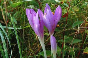 Colchicum_autumnale_Luc_Viatour (wkimedia)