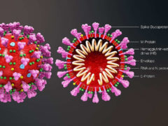 coronavirus structure (https://www.scientificanimations.com)