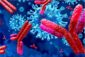 Des anticorps à l'attaque d'un virus. Lightspring / Shutterstock