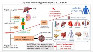 La fixation du coronavirus SARS-CoV-2 (ou de la protéine spike) sur son récepteur cellulaire ECA2 (enzyme de conversion de l’angiotensine 2) gêne la dégradation de l’angiotensine 2 par ECA2 qui, en excès, induit la sur-activation du récepteur cellulaire AT1R. La sur-activation du SRA a des effets très délétères sur l’organisme, entraînant notamment l’apparition de maladies COVID-19. Le récepteur AT1R a une activité vaso-constrictrice (hypertensive), pro-inflammatoire (orage cytokinique), pro-thrombotique, pro-fibrosante, pro-oxydante (provoque un stress oxydatif), pro-angiogénique, hypertrophiante des organes (coeur, poumons, etc.), inhibitrice de la production de monoxyde d'azote (NO) affectant les systèmes immunitaires et nerveux... Le récepteur AT1R sur-activé (= dysfonctionnement du SRA) est ainsi le vrai responsable des maladies Covid-19.