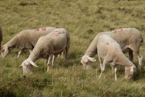 Moutons (rue des boulets)