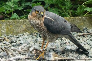 Epervier d'Europe Eddy Van 3000, CC BY-SA 2.0, via Wikimedia Commons