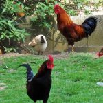 Il faut protéger les volailles (Photo credit isamiga76 on Visualhunt)