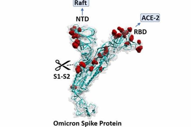 Omicrin Spike Protéine (doccument de Jacques Fantini)