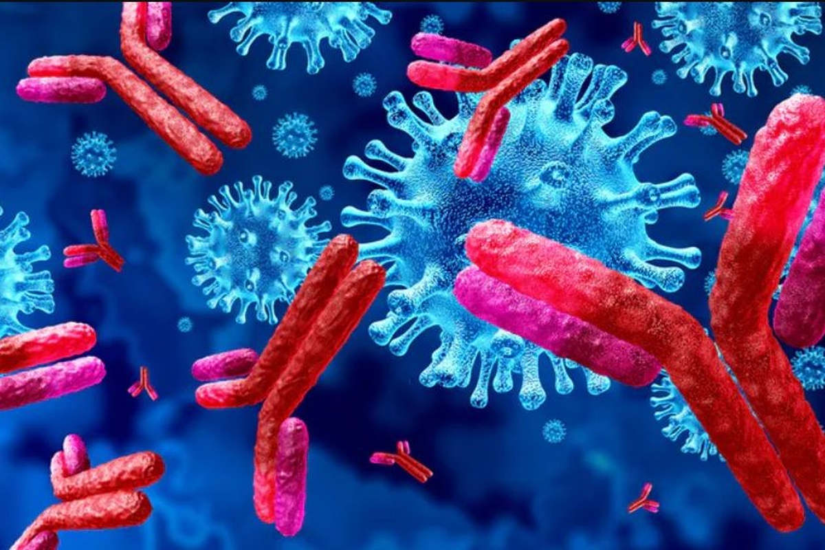 Des anticorps à l'attaque d'un virus (Lightspring Shutterstock)