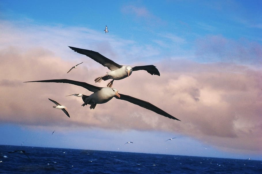 albatros (photo Piqsels)