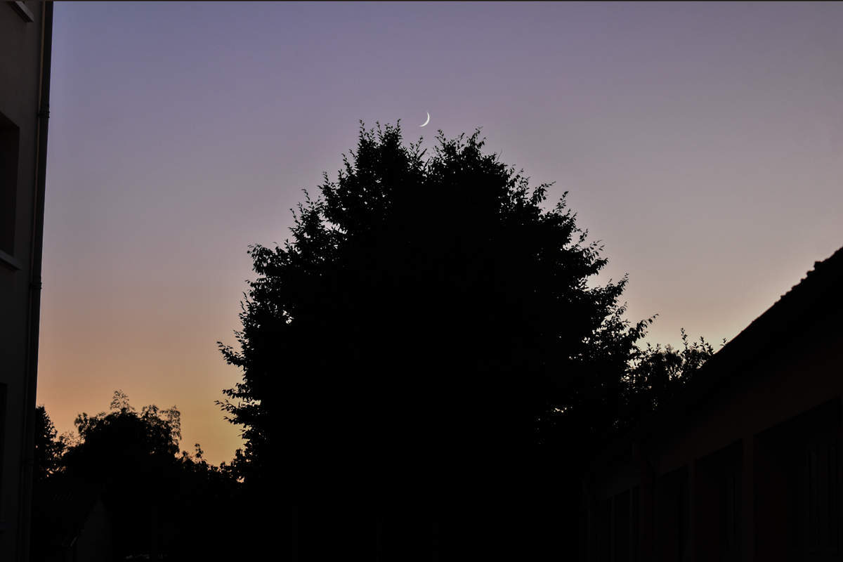Un croissant de lune sur la cime d'un sapin (PHoto Mickaël Gast)