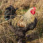 Grippe aviaire : zones de contrôle temporaire en Lorraine